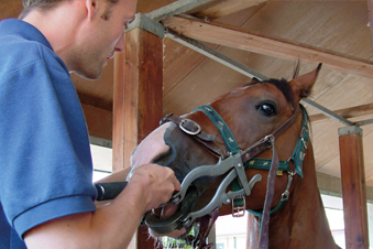 Equine Veterinary Surgeon