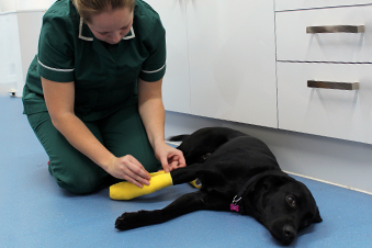 Motivated and enthusiastic veterinary nurses required