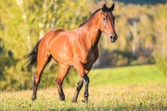 Equine Veterinary Surgeon
